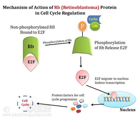 rb proteini